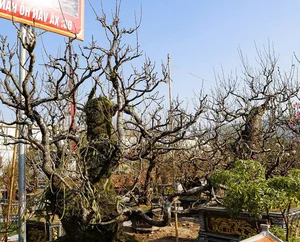Ancient Wild Peach Trees Flood City Streets in Preparation for Lunar New Year 2025 - image 8