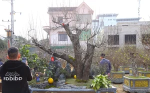 Ancient Wild Peach Trees Flood City Streets in Preparation for Lunar New Year 2025 - image 12
