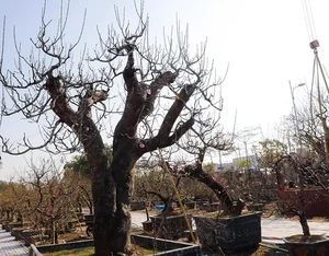 Ancient Wild Peach Trees Flood City Streets in Preparation for Lunar New Year 2025 - image 4