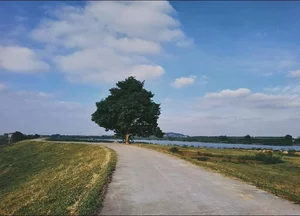 Visit the Famous Lonely Tree from Hoa Minzy's Bac Bling MV - image 0