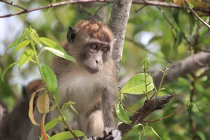 Illegal Capture of Endangered Long-Tailed Macaques in Con Dao National Park - image 0