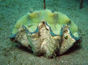 Nature's Wonders: Incredible Brainless Predators That Rule the Ocean - image 7
