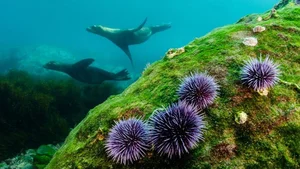 Nature's Wonders: Incredible Brainless Predators That Rule the Ocean - image 5