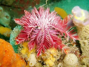 Nature's Wonders: Incredible Brainless Predators That Rule the Ocean - image 9
