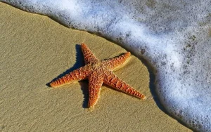 Nature's Wonders: Incredible Brainless Predators That Rule the Ocean - image 0
