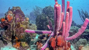 Nature's Wonders: Incredible Brainless Predators That Rule the Ocean - image 11
