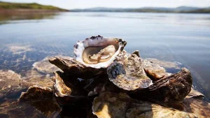Nature's Wonders: Incredible Brainless Predators That Rule the Ocean - image 3