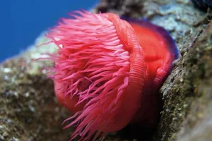Nature's Wonders: Incredible Brainless Predators That Rule the Ocean - image 1