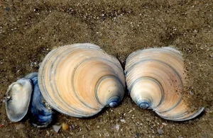 Nature's Wonders: Incredible Brainless Predators That Rule the Ocean - image 10
