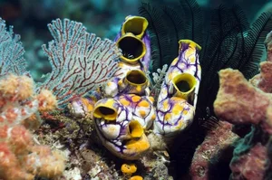 Nature's Wonders: Incredible Brainless Predators That Rule the Ocean - image 12
