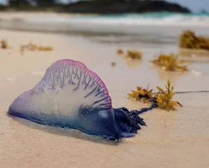 Nature's Wonders: Incredible Brainless Predators That Rule the Ocean - image 2