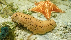 Nature's Wonders: Incredible Brainless Predators That Rule the Ocean - image 4