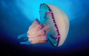 Nature's Wonders: Incredible Brainless Predators That Rule the Ocean - image 8