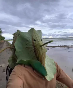 Creative Eco-Friendly Lotus Leaf Masks Go Viral in China for Their Unique DIY Design - image 8