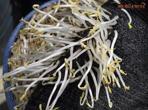Food Safety Alert: Over 1,000 Tons of Contaminated Bean Sprouts Found in Ho Chi Minh City - image 4