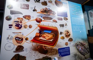 Discovery of a 5,000-Year-Old Tomb: The Secret Life of an Ancient Noblewoman - image 1