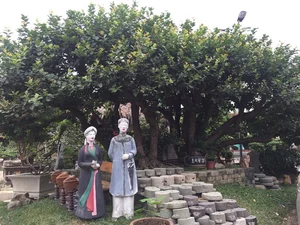 The Rare 10 Billion VND Bonsai Tree That Collectors Can't Buy - image 5