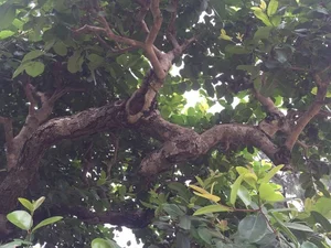 The Rare 10 Billion VND Bonsai Tree That Collectors Can't Buy - image 0