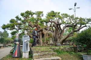 The Rare 10 Billion VND Bonsai Tree That Collectors Can't Buy - image 8