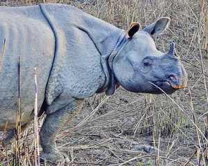 8 Surprising Facts About the Indian Rhinoceros That Will Amaze You - image 8