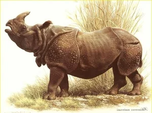 8 Surprising Facts About the Indian Rhinoceros That Will Amaze You - image 5