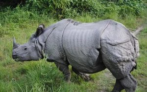 8 Surprising Facts About the Indian Rhinoceros That Will Amaze You - image 2
