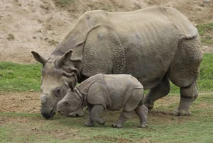 8 Surprising Facts About the Indian Rhinoceros That Will Amaze You - image 6
