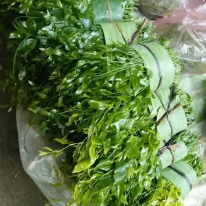 The Rare Forest Vegetable Selling for $150,000/kg That Keeps Selling Out - image 1