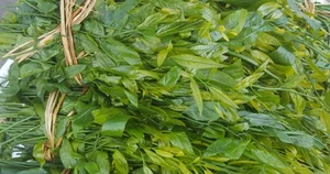 The Rare Forest Vegetable Selling for $150,000/kg That Keeps Selling Out - image 6