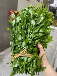 The Rare Forest Vegetable Selling for $150,000/kg That Keeps Selling Out - image 4