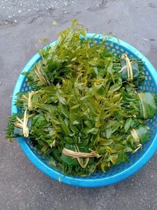 The Rare Forest Vegetable Selling for $150,000/kg That Keeps Selling Out - image 0