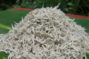 How a Humble Traditional Fish Became a Sought-After Gourmet Delicacy - image 2