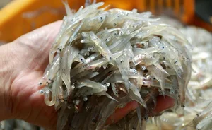 How a Humble Traditional Fish Became a Sought-After Gourmet Delicacy - image 5