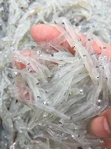 How a Humble Traditional Fish Became a Sought-After Gourmet Delicacy - image 3