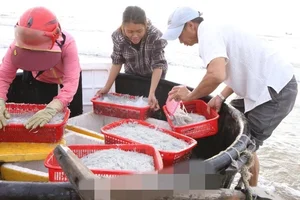 How a Humble Traditional Fish Became a Sought-After Gourmet Delicacy - image 8