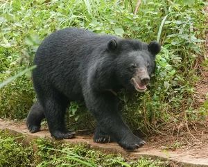 Rare Asiatic Black Bear Successfully Rescued in Lao Cai Province - image 1