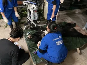 Rare Asiatic Black Bear Successfully Rescued in Lao Cai Province - image 5