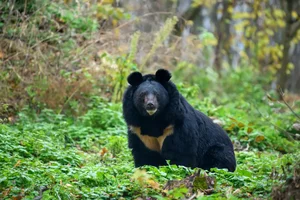 Rare Asiatic Black Bear Successfully Rescued in Lao Cai Province - image 4