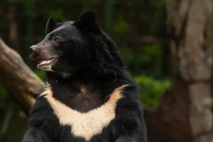 Rare Asiatic Black Bear Successfully Rescued in Lao Cai Province - image 8