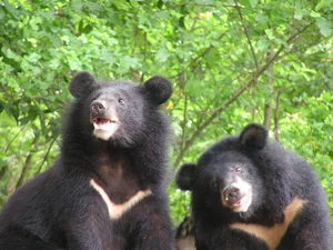 Rare Asiatic Black Bear Successfully Rescued in Lao Cai Province - image 7
