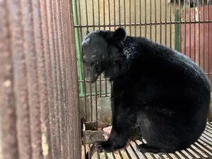 Rare Asiatic Black Bear Successfully Rescued in Lao Cai Province - image 3