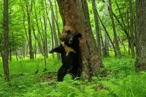Rare Asiatic Black Bear Successfully Rescued in Lao Cai Province - image 6