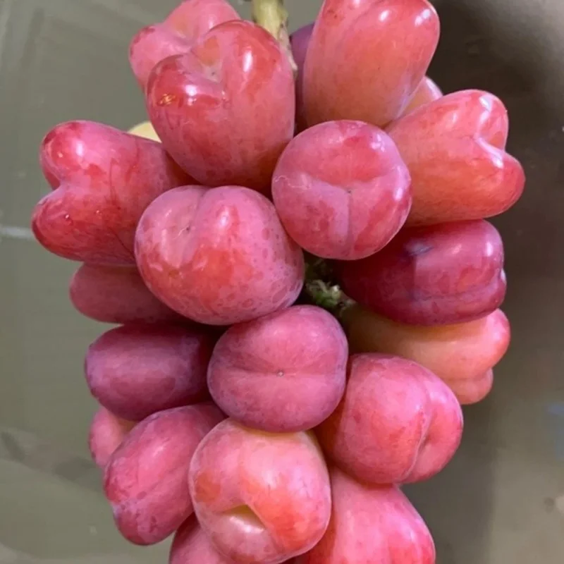 Inside the Luxurious Japanese Grapes: Why This Premium Fruit Costs Over $85 a Bunch