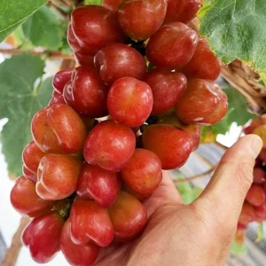 Inside the Luxurious Japanese Grapes: Why This Premium Fruit Costs Over $85 a Bunch - image 4