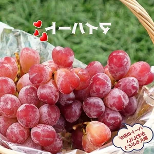 Inside the Luxurious Japanese Grapes: Why This Premium Fruit Costs Over $85 a Bunch - image 7