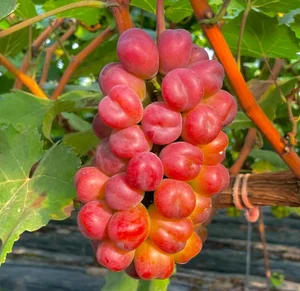 Inside the Luxurious Japanese Grapes: Why This Premium Fruit Costs Over $85 a Bunch - image 8
