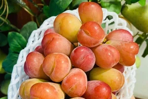 Inside the Luxurious Japanese Grapes: Why This Premium Fruit Costs Over $85 a Bunch - image 9
