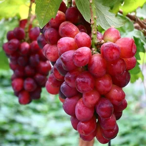 Inside the Luxurious Japanese Grapes: Why This Premium Fruit Costs Over $85 a Bunch - image 3