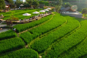 Sapa Terraced Rice Fields: The Ultimate Coffee Experience - image 2