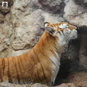 Viral Lion With Hilarious Expression Captivates Social Media Users - image 3